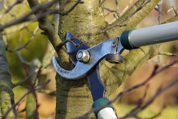 Cost of Tree Limb Trimming Service in Walnut Creek