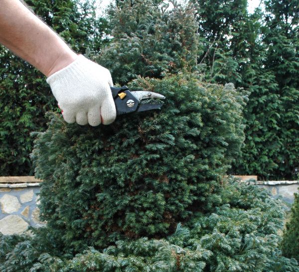Cost of Ornamental Tree Trimming in Walnut Creek