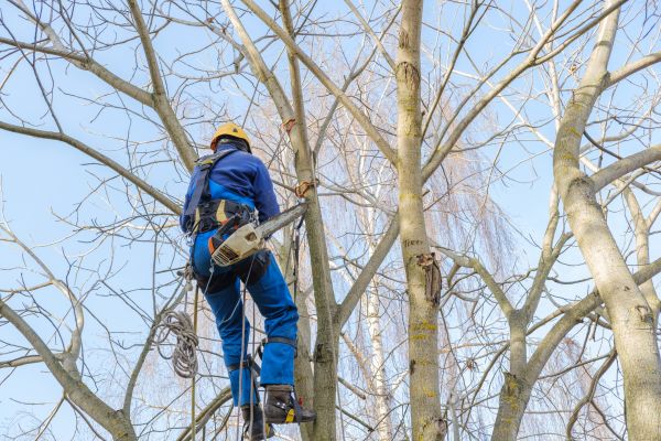 Cost of Large Tree Trimming in Walnut Creek
