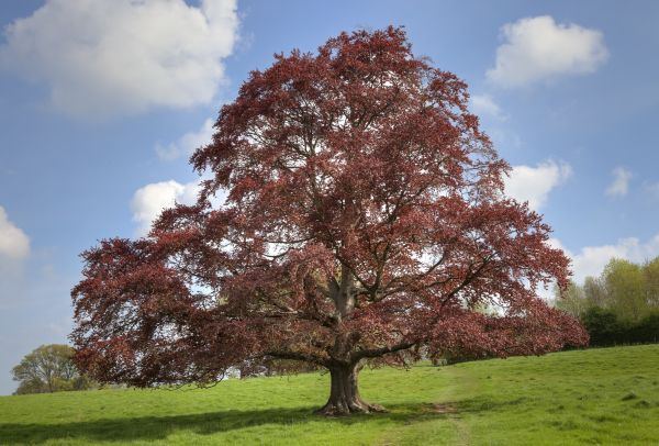 Cost of Beech Tree Pruning in Walnut Creek
