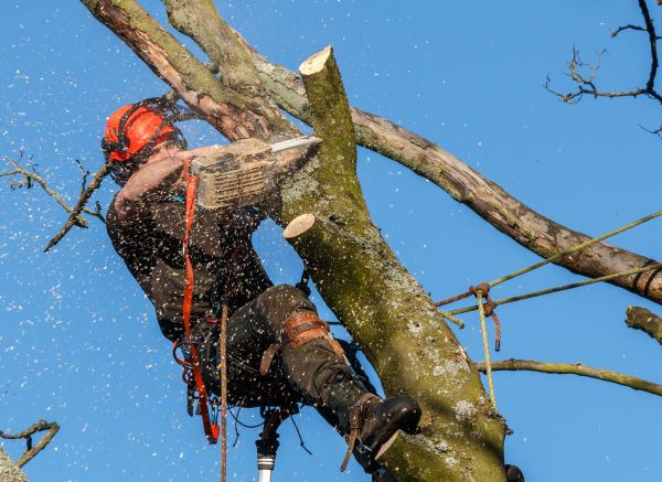 Tree Trimming Service in Walnut Creek