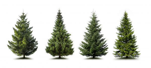 Cost of Pine Tree Trimming in Walnut Creek