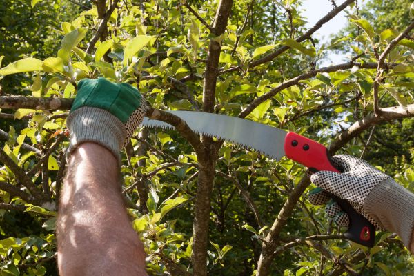 Apple Tree Trimming in Walnut Creek