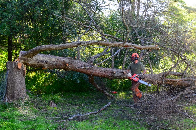 Tree Cutting and Dismantling