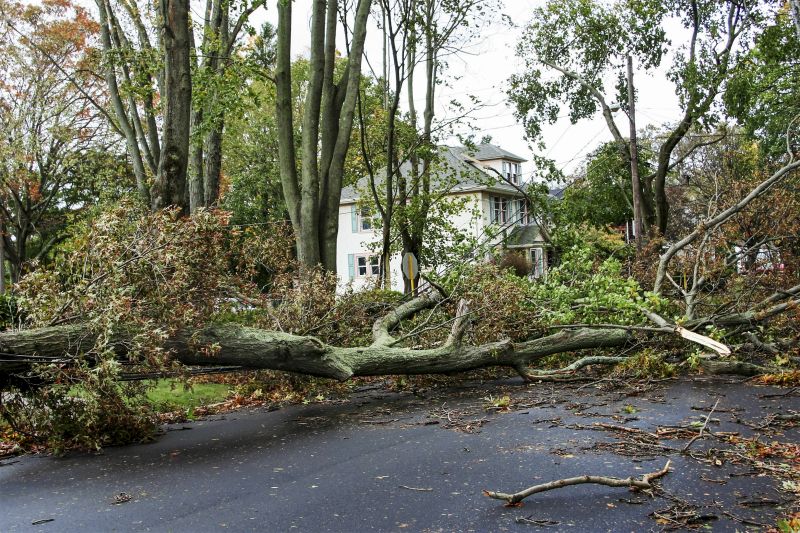 Storm Damage Tree Cleanup
