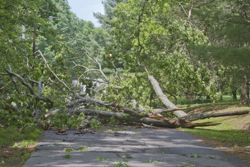 Storm Damage Tree Fallen on a Commercial Site