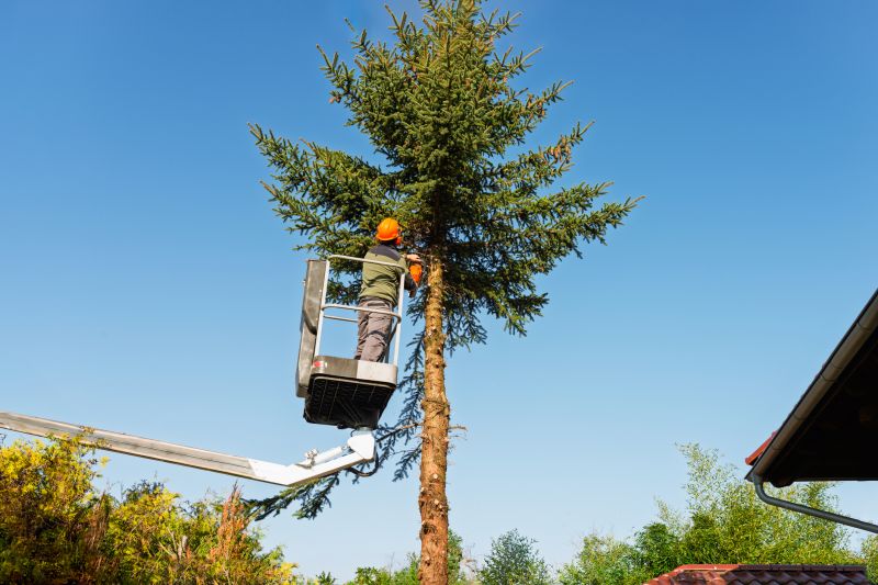 Tree Trimming Service detail