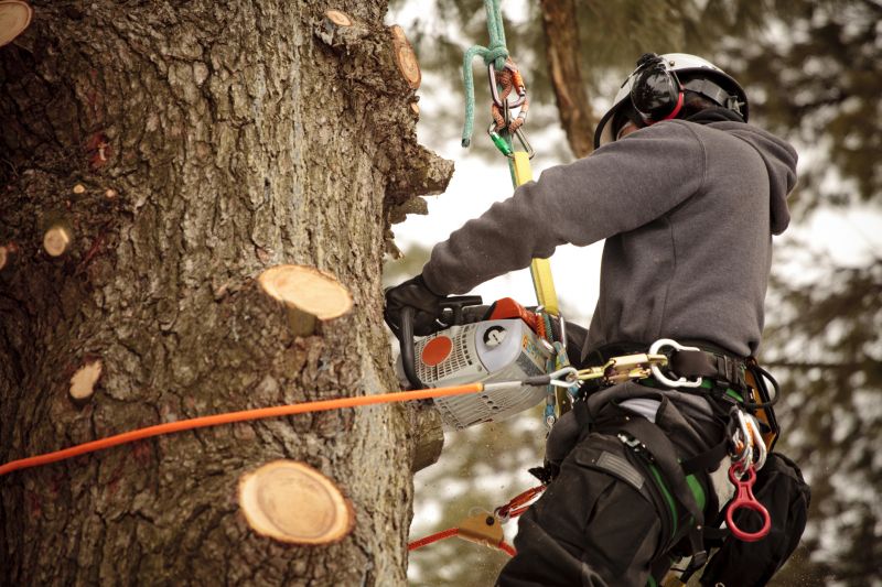 Pruning Mature Trees
